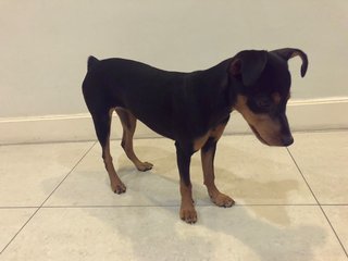 Yoyo - Miniature Pinscher Dog