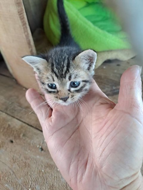 Twins - Domestic Short Hair Cat