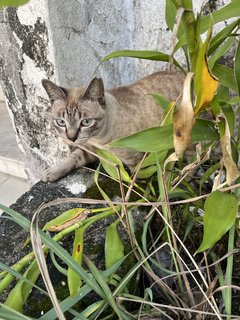 Shimmy Shimmy - Domestic Short Hair Cat