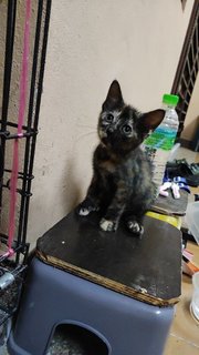 Baby (Can Change After Adopt) - Domestic Short Hair Cat