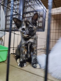 Baby (Can Change After Adopt) - Domestic Short Hair Cat