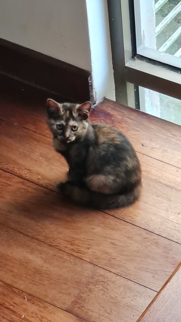 Miri - Tortoiseshell Cat