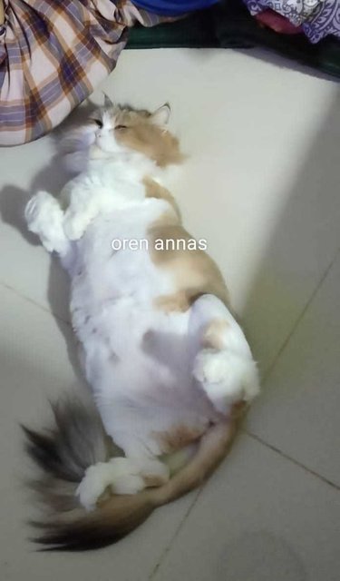 Oren - Persian + Domestic Long Hair Cat