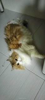 Oren - Persian + Domestic Long Hair Cat