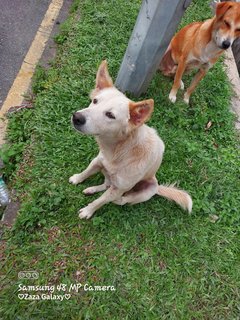 Star &amp; Moon - Mixed Breed Dog