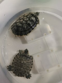 No Name - Tortoise Reptile