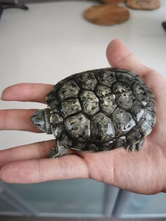 No Name - Tortoise Reptile