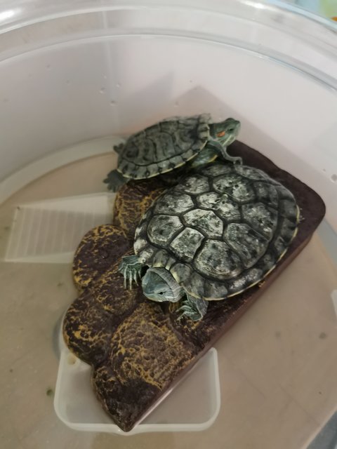 No Name - Tortoise Reptile