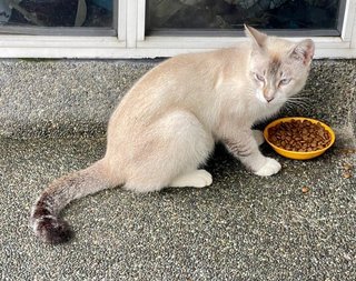 Blanco - Domestic Short Hair Cat