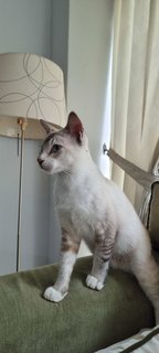 Blanco - Domestic Short Hair Cat