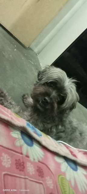 Happy - Poodle + Terrier Dog