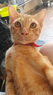 Orange Male Kitten - Domestic Short Hair Cat