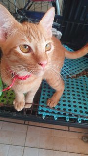 Orange Male Kitten - Domestic Short Hair Cat