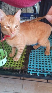 Orange Male Kitten - Domestic Short Hair Cat