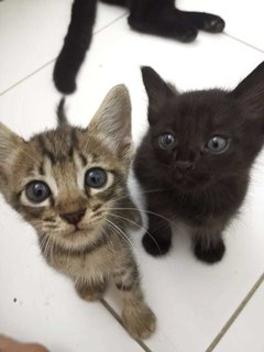 Black Panter - Domestic Medium Hair Cat