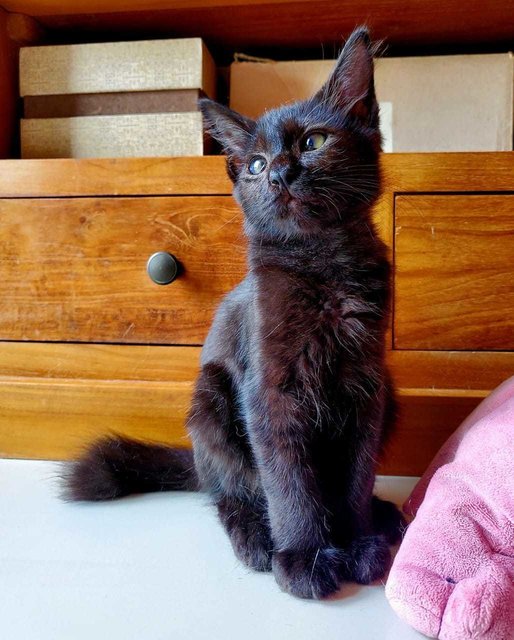 Cat -zoey - Maine Coon Cat