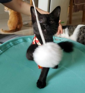 Cat -zoey - Maine Coon Cat