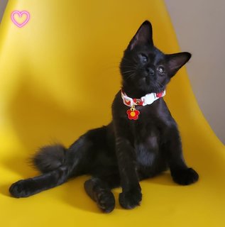 Cat -zoey - Maine Coon Cat