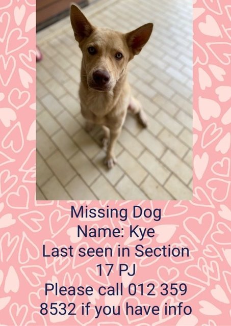 Kye - Mixed Breed Dog