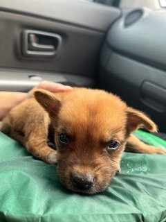 Brownie - Mixed Breed Dog