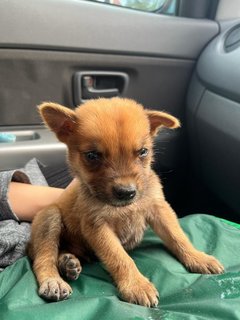 Brownie - Mixed Breed Dog