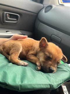 Brownie - Mixed Breed Dog