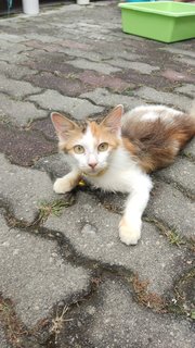 Fafa - Domestic Medium Hair Cat