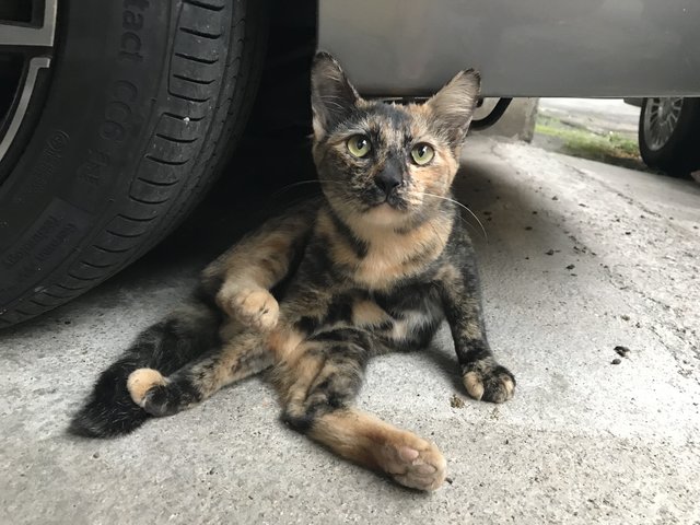 Comot - Tortoiseshell + Domestic Short Hair Cat