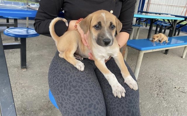 Creamy - Mixed Breed Dog