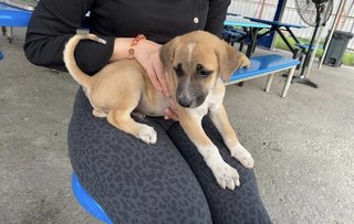 Creamy - Mixed Breed Dog