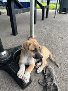 Creamy - Mixed Breed Dog