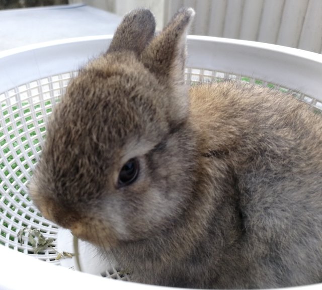 Chubby Pure Nd Baby Rabbit - Netherland Dwarf Rabbit