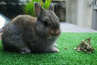 Chubby Pure Nd Baby Rabbit - Netherland Dwarf Rabbit