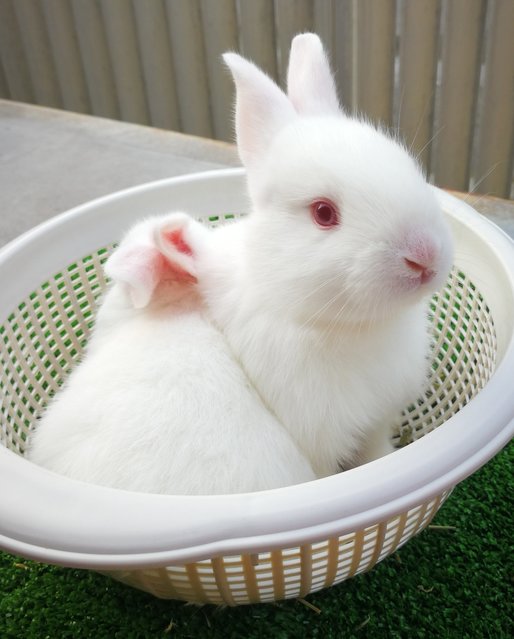 Nzw Rabbit Family - New Zealand Rabbit