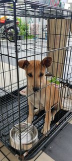 Brownie - Mixed Breed Dog