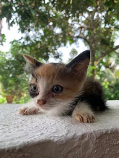 Joji's Kittens  - Domestic Short Hair Cat