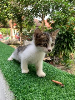 Joji's Kittens  - Domestic Short Hair Cat