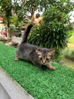 Joji's Kittens  - Domestic Short Hair Cat