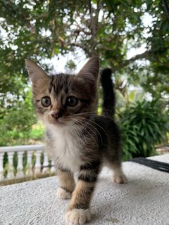 Joji's Kittens  - Domestic Short Hair Cat