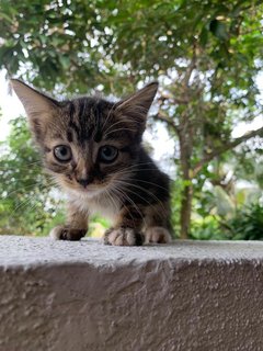 Joji's Kittens  - Domestic Short Hair Cat