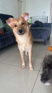 Baby - Mixed Breed Dog