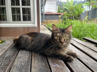 Paris - Maine Coon + Domestic Medium Hair Cat