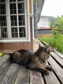 Paris - Maine Coon + Domestic Medium Hair Cat