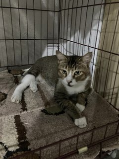 Kenot - Domestic Short Hair Cat