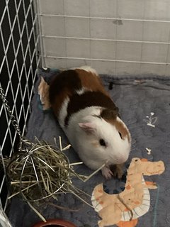 Big Joe - Guinea Pig Small & Furry