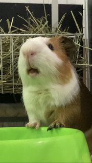 Big Joe - Guinea Pig Small & Furry