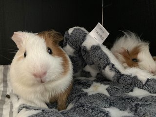 Big Joe - Guinea Pig Small & Furry