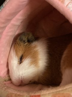 Big Joe - Guinea Pig Small & Furry