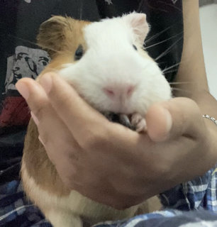 Big Joe - Guinea Pig Small & Furry