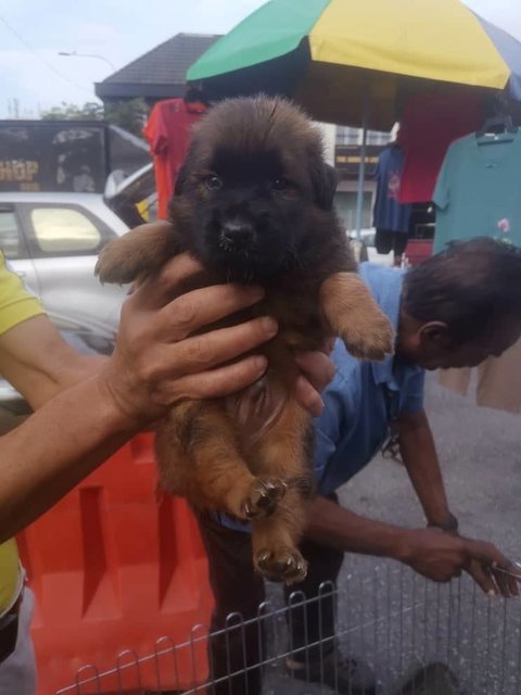 Rocky - Mixed Breed Dog